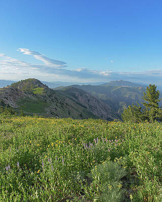 Mountain View with Wildflowers Wall Art