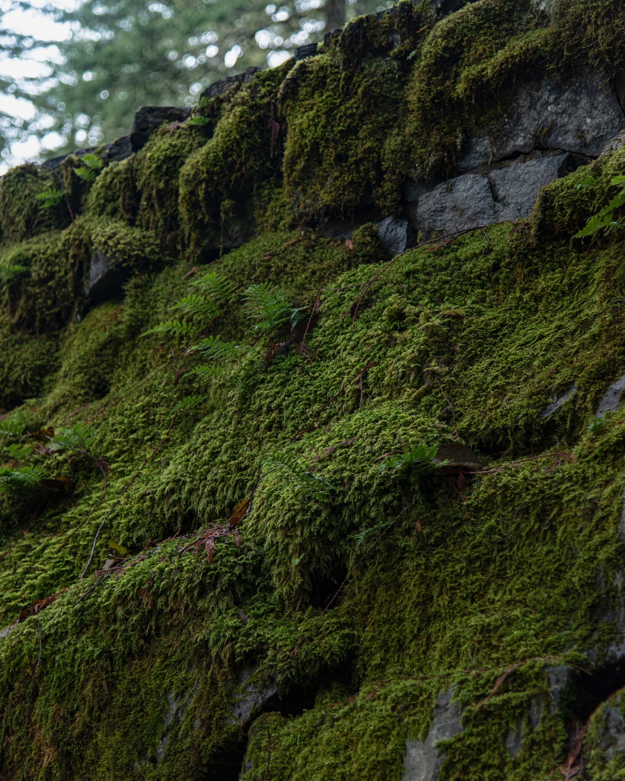 Forest photography: finding order without losing atmosphere
