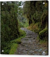 Moss-covered Path Through Lush Forest On The Inca Trail Acrylic Print