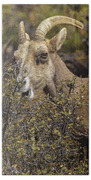Mountain Goats in Natural Habitat Beach Towel