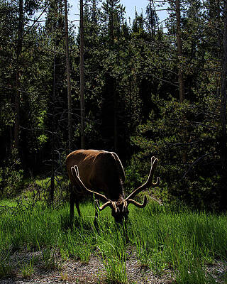 Wall Art featuring the photograph Elk Grazing In A Sunlit Forest In Grand Teton National Park by Brandon Wichmann