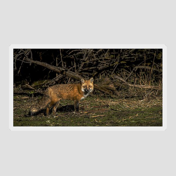 Fox In Sunlit Forest Clearing Sticker
