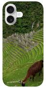 Winay Wayna With Grazing Llama iPhone Case