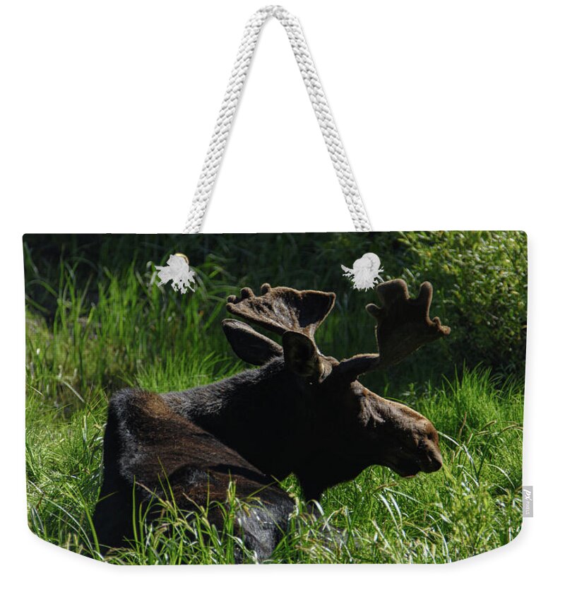 Moose Resting In Sunlit Meadow In Grand Teton National Park Weekender Tote Bag
