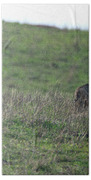 Bobcat in Point Reyes Hand Towel by Brandon Wichmann