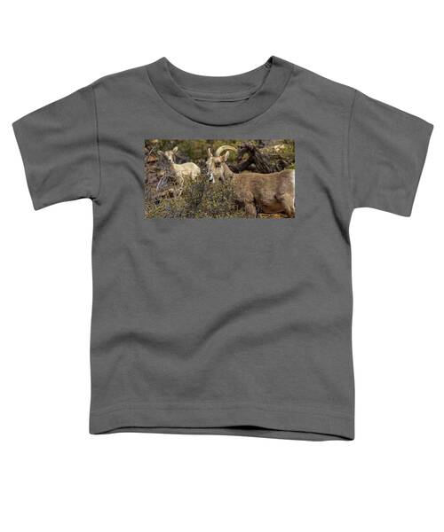 Bighorn Sheep in Zion National Park Toddler T-Shirt by Brandon Wichmann