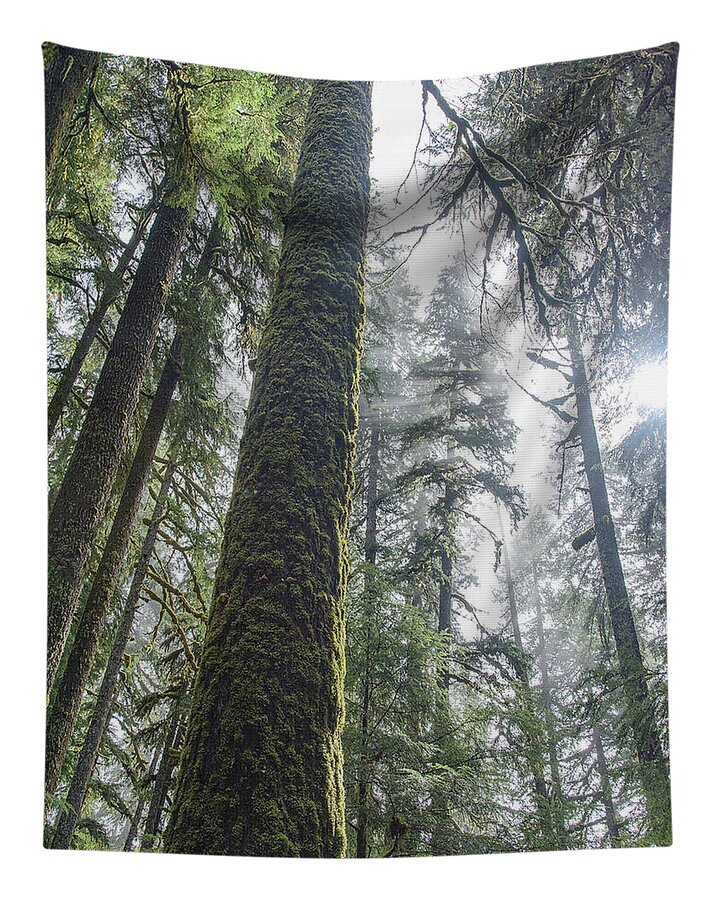 Majestic Forest Canopy In Olympic National Park Tapestry