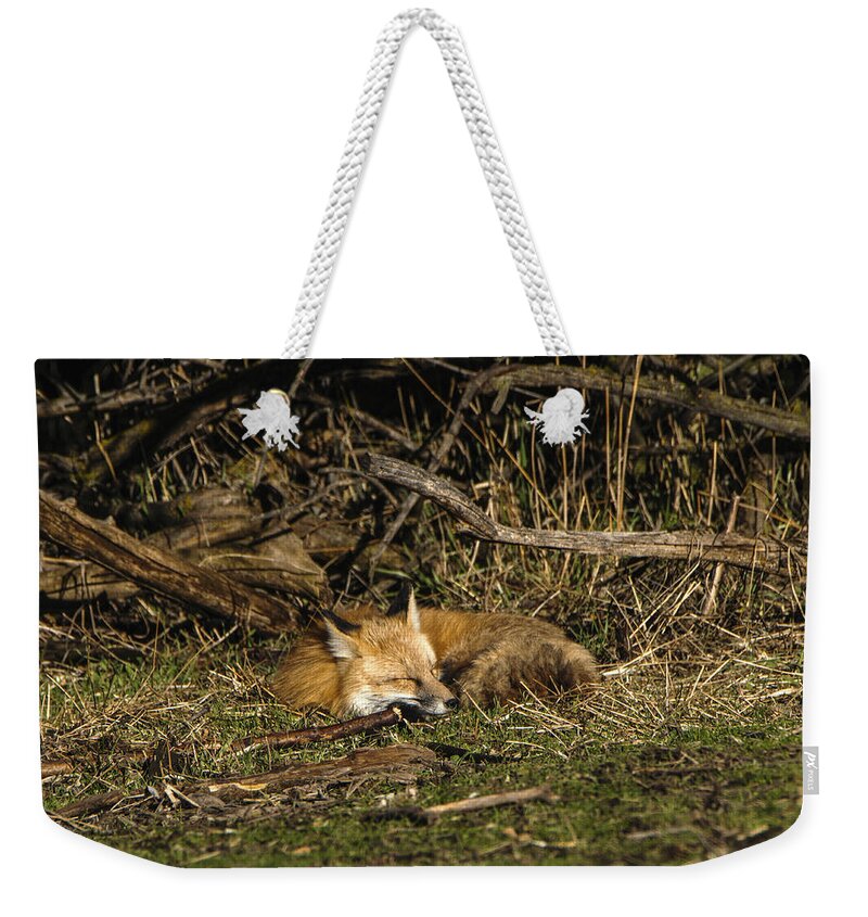Peaceful Fox In Sunlit Meadow Weekender Tote Bag