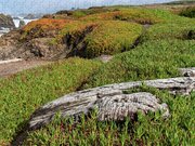 Coastal Landscape with Driftwood Jigsaw Puzzle