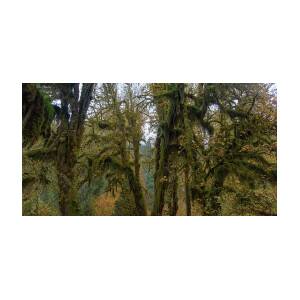 Moss-Covered Forest Trees by Brandon Wichmann
