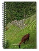 Winay Wayna With Grazing Llama Spiral Notebook