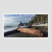 Driftwood on a Pebbled Beach Sticker