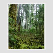Misty Forest Silhouettes In Olympic National Park Sticker