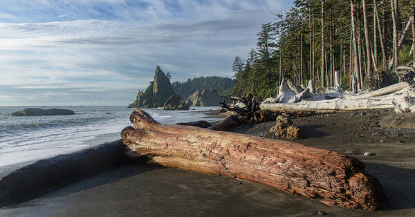 Driftwood on a Pebbled Beach Art Print
