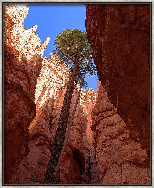 Tree Reaches Skyward In Bryce Canyon National Park Framed Print