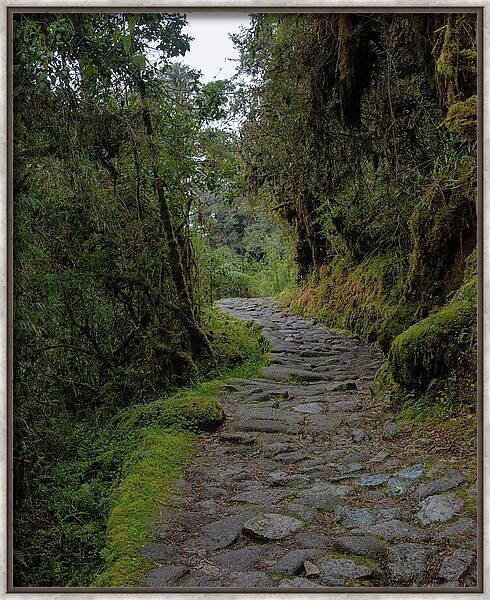 Moss-covered Path Through Lush Forest On The Inca Trail Framed Print