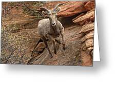 Big Horn Sheep Agile Descent In Zion National Park Greeting Card