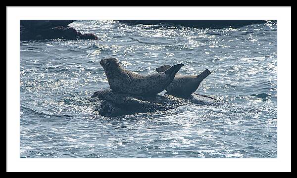 Seals Resting On Rocky Shoreline Framed Print