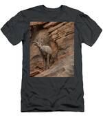 Bighorn Sheep On Rocky Terrain T-Shirt