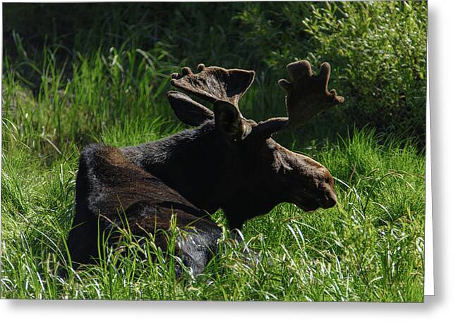 Moose Resting In Sunlit Meadow In Grand Teton National Park Greeting Card
