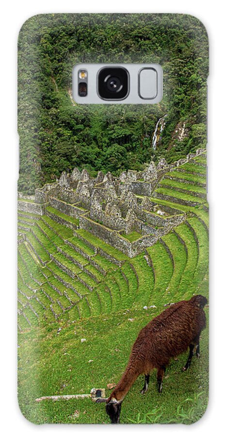 Winay Wayna With Grazing Llama Galaxy Case