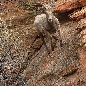 Big Horn Sheep Agile Descent in Zion National Park by Brandon Wichmann