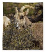 Mountain Goats in Natural Habitat Fleece Blanket