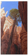 Tree Reaches Skyward In Bryce Canyon National Park Bath Towel