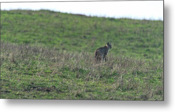 Bobcat in Grassy Field Metal Print