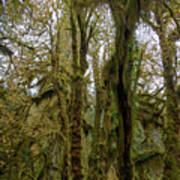 Moss-Covered Trees in a Dense Forest Art Print