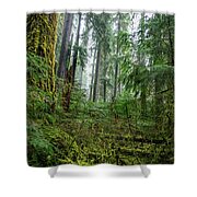 Misty Forest Silhouettes In Olympic National Park Shower Curtain