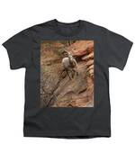 Big Horn Sheep Agile Descent In Zion National Park Youth T-Shirt