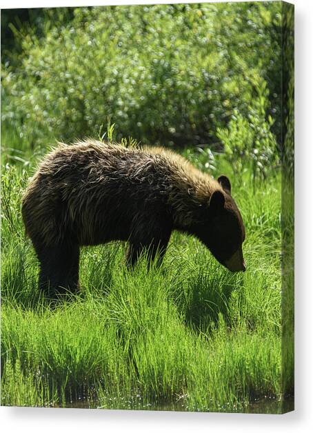 Solitary Bear in Grand Teton National Park Canvas Art Print by Brandon Wichmann
