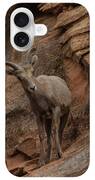 Bighorn Sheep On Rocky Terrain iPhone Case