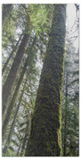 Majestic Forest Canopy In Olympic National Park Beach Towel