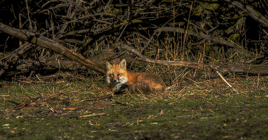Fox Resting in Sunlit Clearing Photograph by Brandon Wichmann