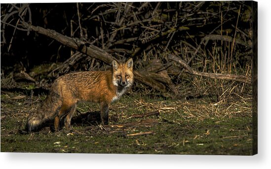 Fox In Sunlit Forest Clearing Acrylic Print