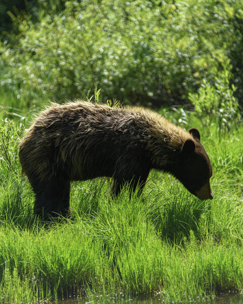 Solitary Bear In Grand Teton National Park Poster