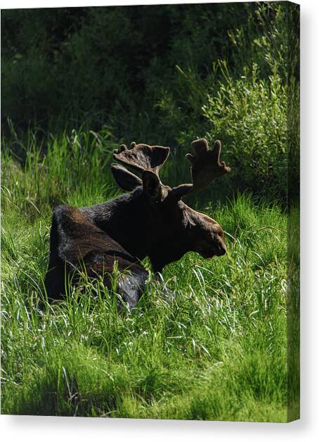 Moose Resting in Sunlit Meadow in Grand Teton National Park Canvas Art Print by Brandon Wichmann