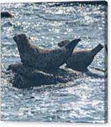 Seals Resting On Rocky Shoreline Canvas Print