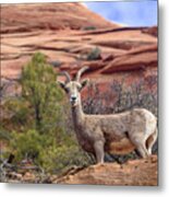 Big Horn Sheep In Zion National Park Metal Print