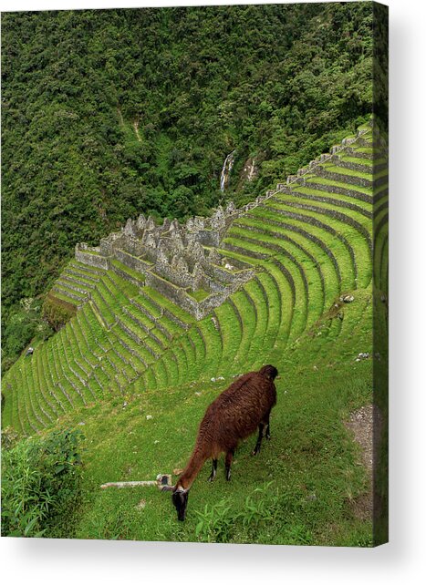 Winay Wayna With Grazing Llama Acrylic Print