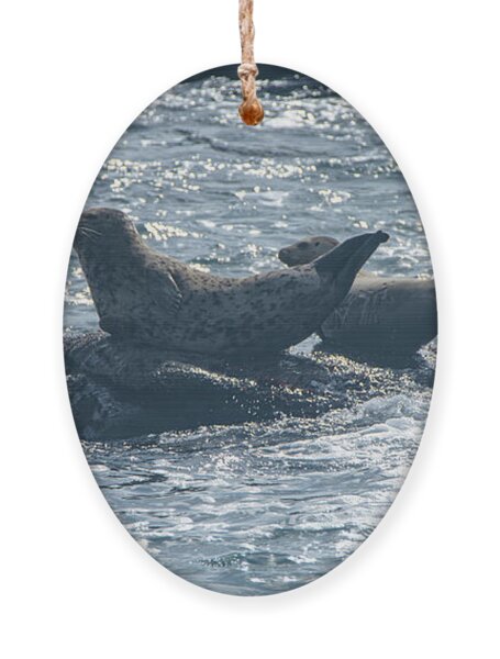 Seals Resting On Rocky Shoreline Ornament