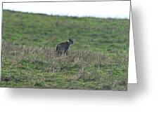 Bobcat in Grassy Field Greeting Card