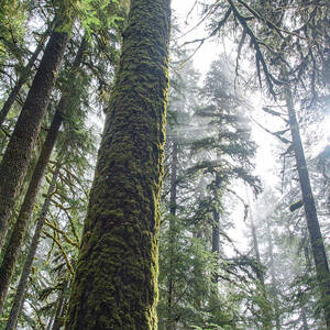 Majestic Forest Canopy in Olympic National Park by Brandon Wichmann