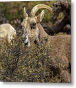 Mountain Goats in Natural Habitat Metal Print