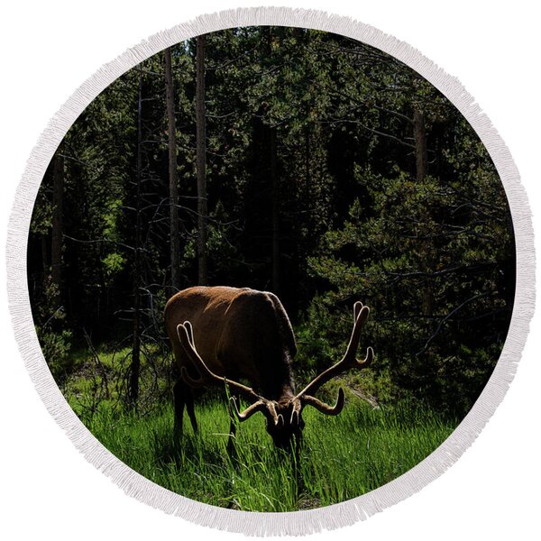 Elk Grazing In A Sunlit Forest In Grand Teton National Park Round Beach Towel