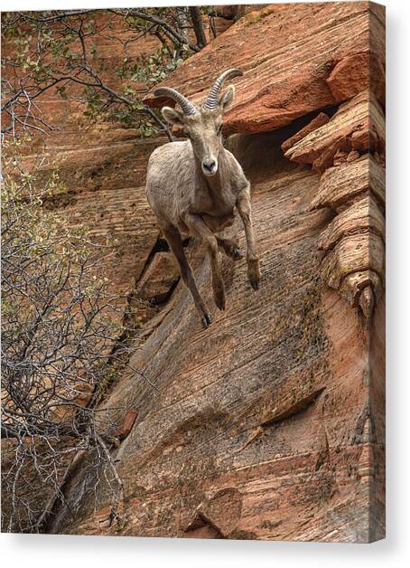 Big Horn Sheep Agile Descent in Zion National Park Canvas Art Print by Brandon Wichmann