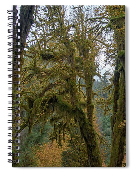 Moss-Covered Forest Trees Spiral Notebook