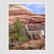 Big Horn Sheep In Zion National Park Sticker